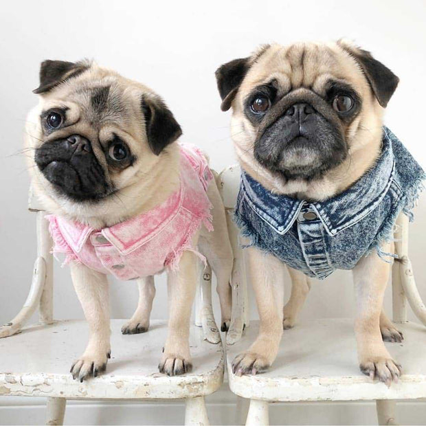 Pet Dog Washed Denim Jacket fashion Clothing