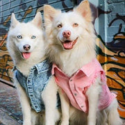 Pet Dog Washed Denim Jacket fashion Clothing